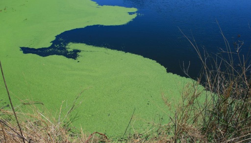 algae green environment pollution contamination water dirty dangerous bloom