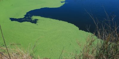 algae green environment pollution contamination water dirty dangerous bloom