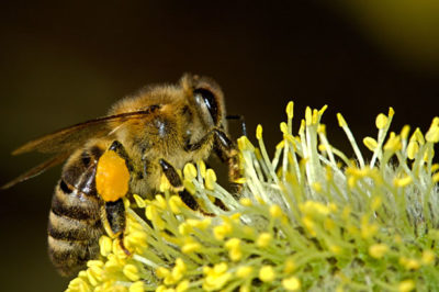 bees save the bees epa endangered pollen flowers