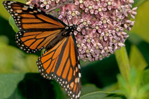 butterfly wings fly monarch flowers nature pretty