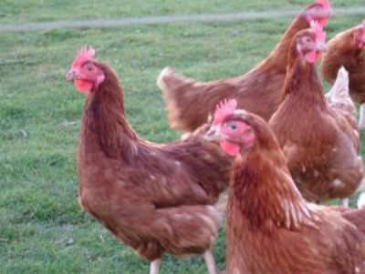 chickens poultry regulation industry health food
