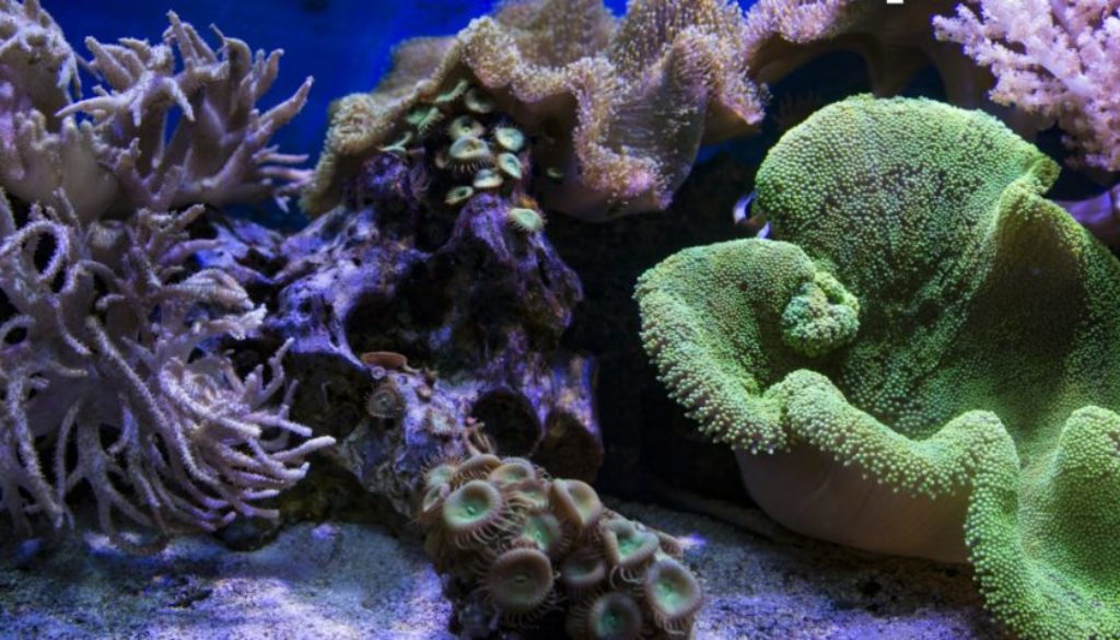 coral reef colorful endangered dying lively environment climate change global warming oceans fish organisms sea creatures
