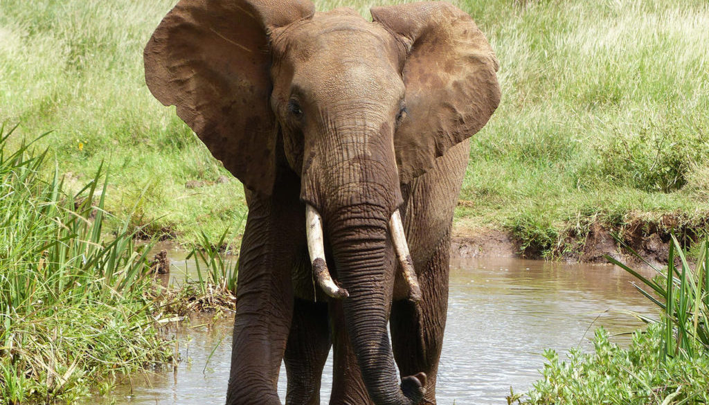 elephant big nature africa muddy wild animal huge enormous tusks ivory