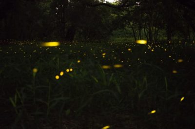 fireflies wildlife environment grass