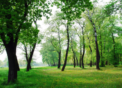 forest trees environment