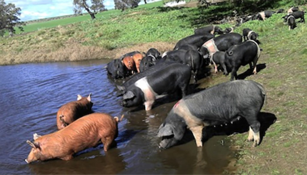 hogs pork dirty water pigs mud pollution