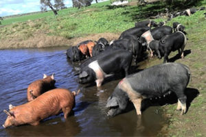 hogs pork dirty water pigs mud pollution