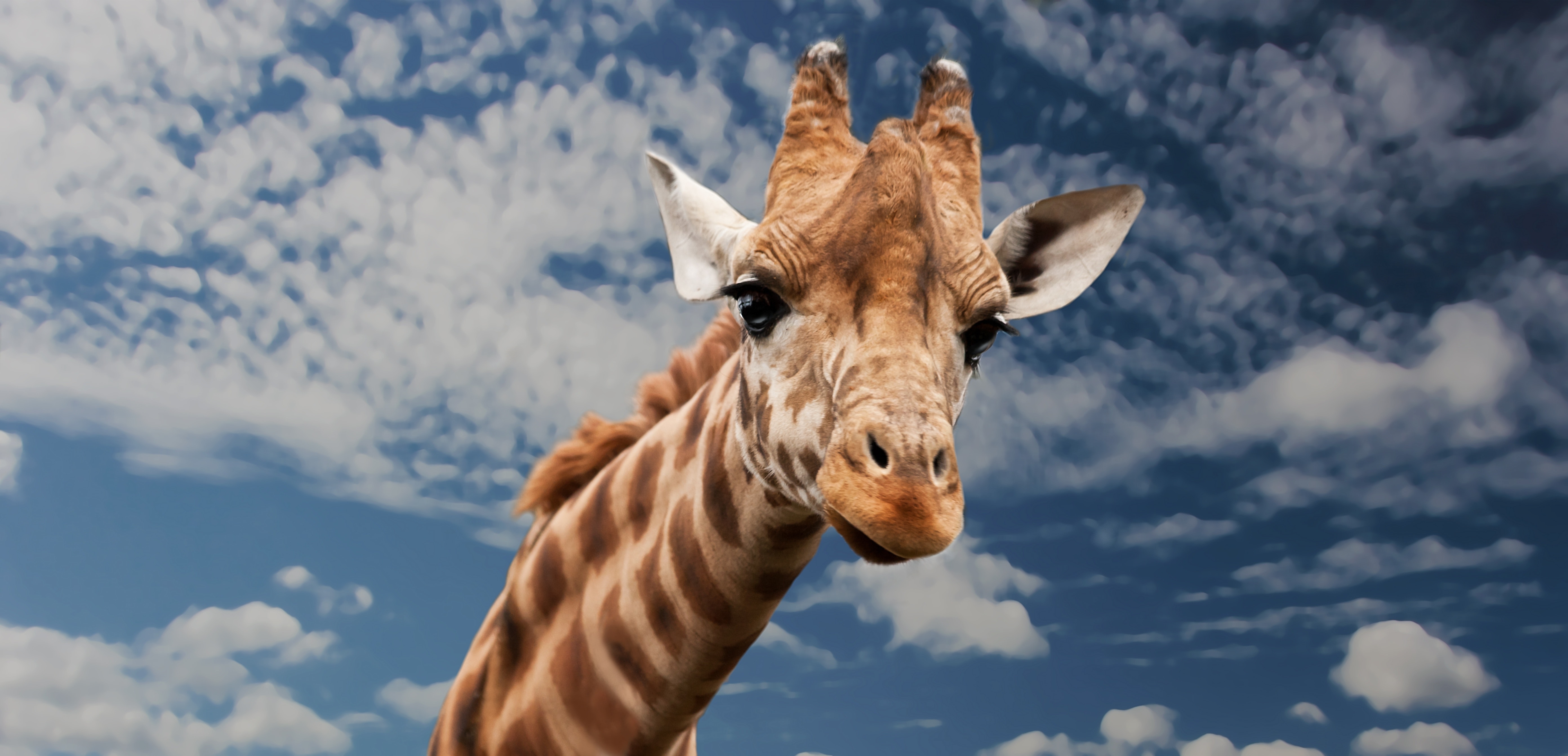 Happy World Giraffe Day Coalition For Sensible Safeguards