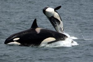 orcas whale wildlife ocean