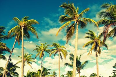 palm trees air tropical island summer