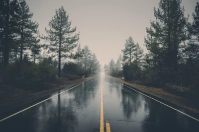 street trees rain mist fog road empty gloomy sad dark pine trees environment