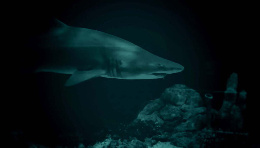 shark dark scary violent eat ocean hunting prey predator sea underwater blue frightening