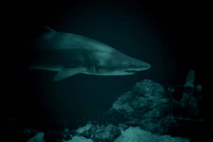 shark dark scary violent eat ocean hunting prey predator sea underwater blue frightening