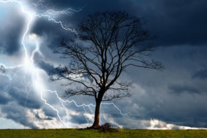 tree storm lightning struck scary ominous gloomy thunder storm weather