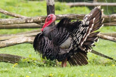 turkey thanksgiving bird poultry holiday wild feathers america pardon