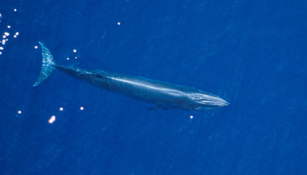 whale swim swimming ocean sea animal wild mammal whales killer whale clean water sea wave blue
