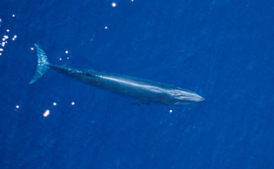 whale swim swimming ocean sea animal wild mammal whales killer whale clean water sea wave blue