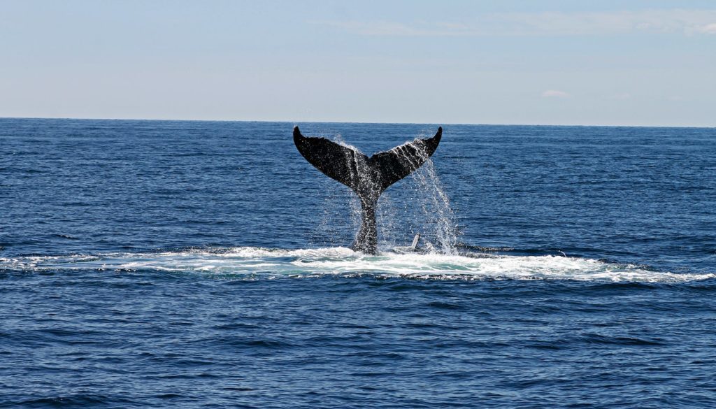 whale tail wildlife animal